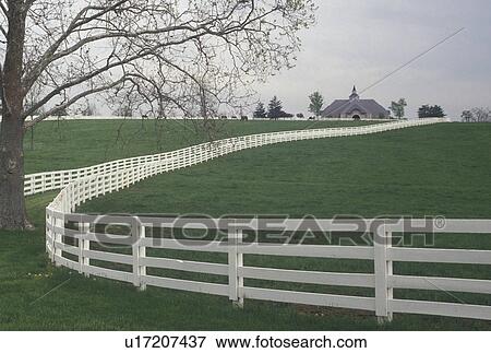 Stock Photo -  horse farm, Lexington, KY, Kentucky, White split rail fence along the beautiful bluegrass pastures of a Kentucky Horse Farm in the bluegrass country of Lexington.. Fotosearch