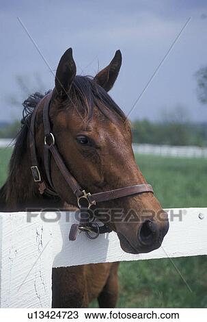 horse, Lexington, KY, Kentucky, A horse looks over a fence on a horse farm in the bluegrass country of Lexington. View Large Photo Image Stock Image - horse, Lexington, KY, Kentucky, A horse looks over a fence on a horse farm in the bluegrass country of Lexington.. Fotosearch