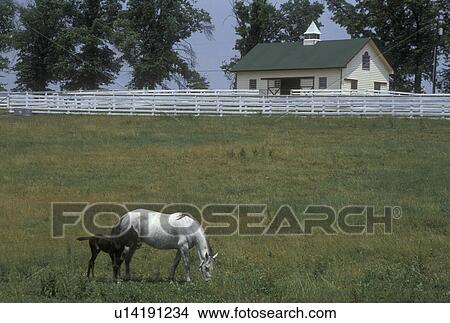 Picture -  horse, Lexington, KY, Kentucky, Blue Grass Country, A mare grazes with her foal in a pasture on a horse farm in the bluegrass country of Lexington.. Fotosearch