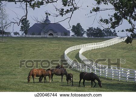 horse, Lexington, KY, Kentucky, Blue Grass Country, Horses graze in a pasture on a horse farm in the bluegrass country of Lexington. View Large Photo Image Picture - horse, Lexington, KY, Kentucky, Blue Grass Country, Horses graze in a pasture on a horse farm in the bluegrass country of Lexington.. Fotosearch