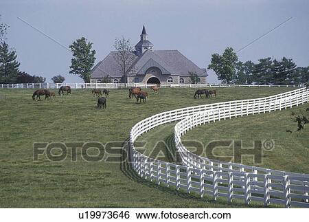 horse, Lexington, mare, foal, KY, Kentucky, Blue Grass Country, Mares graze with their foals in a pasture outside a large horse barn on a horse farm in the bluegrass country of Lexington. View Large Photo Image Stock Photograph - horse, Lexington, mare, foal, KY, Kentucky, Blue Grass Country, Mares graze with their foals in a pasture outside a large horse barn on a horse farm in the bluegrass country of Lexington.. Fotosearch