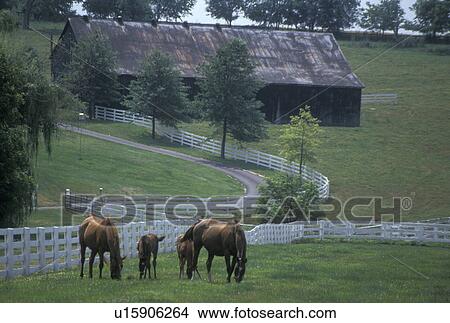 Picture -  horse, mare, foal, Lexington, KY, Kentucky, Blue Grass Country, Mares graze with their foals in a pasture on a horse farm in the bluegrass country of Lexington.. Fotosearch