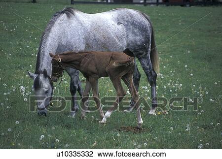 Stock Image -  horse, mare, foal, Lexington, KY, Kentucky, A mare grazes with her foal in a pasture on a horse farm in the bluegrass country of Lexington.. Fotosearch