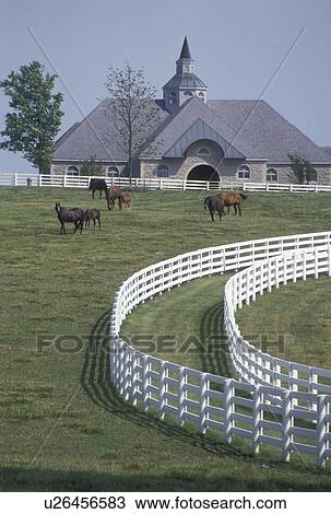 horse, mare, foal, Lexington, KY, Kentucky, Blue Grass Country, Mares graze with their foals in a pasture outside a large horse barn on a horse farm in the bluegrass country of Lexington. View Large Photo Image Stock Image - horse, mare, foal, Lexington, KY, Kentucky, Blue Grass Country, Mares graze with their foals in a pasture outside a large horse barn on a horse farm in the bluegrass country of Lexington.. Fotosearch