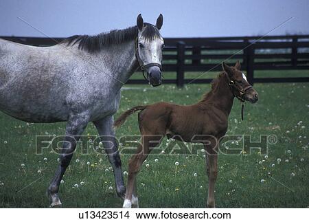horses, Lexington, KY, Kentucky, A mare with her foal in a pasture on a horse farm in the bluegrass country of Lexington. View Large Photo Image Picture - horses, Lexington, KY, Kentucky, A mare with her foal in a pasture on a horse farm in the bluegrass country of Lexington.. Fotosearch