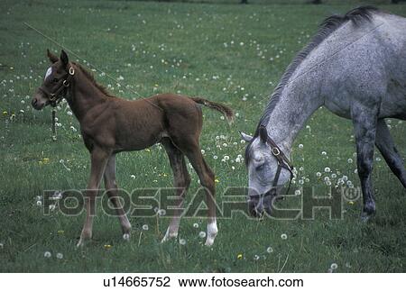 horses, Lexington, KY, Kentucky, A mare grazes with her foal in a pasture on a horse farm in the bluegrass country of Lexington. View Large Photo Image Stock Image - horses, Lexington, KY, Kentucky, A mare grazes with her foal in a pasture on a horse farm in the bluegrass country of Lexington.. Fotosearch