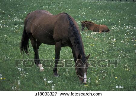 horses, Lexington, KY, Kentucky, A mare grazes in a pasture while her foal sleeps on the grass on a horse farm in the bluegrass country of Lexington. View Large Photo Image Stock Photo - horses, Lexington, KY, Kentucky, A mare grazes in a pasture while her foal sleeps on the grass on a horse farm in the bluegrass country of Lexington.. Fotosearch