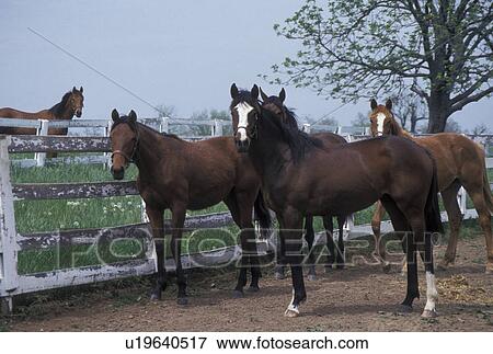 horses, Lexington, KY, Kentucky, Young thoroughbred horses gather together on a horse farm in the bluegrass country of Lexington. View Large Photo Image Stock Photo - horses, Lexington, KY, Kentucky, Young thoroughbred horses gather together on a horse farm in the bluegrass country of Lexington.. Fotosearch