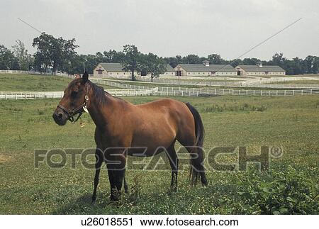 Stock Image -  horses, mare, Lexington, KY, Kentucky, Blue Grass Country, A foal hides behind her mother in a pasture on a horse farm in the bluegrass country of Lexington.. Fotosearch