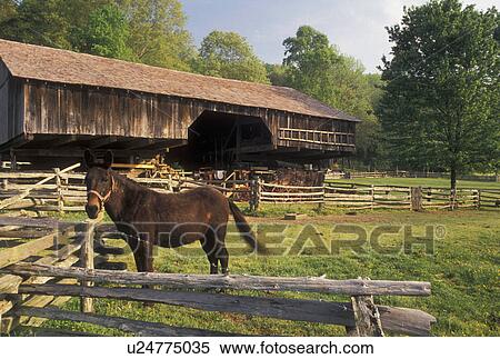 Stock Photography -  horses, Norris, TN, Tennessee, Horse grazing on the farm at the Museum of Appalachia a pioneer mountain village in Norris.. Fotosearch