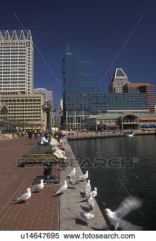 Inner Harbor, Baltimore, Maryland, MD, View of the downtown skyline of Baltimore and the Inner Harbor. View Large Photo Image Stock Photography - Inner Harbor, Baltimore, Maryland, MD, View of the downtown skyline of Baltimore and the Inner Harbor.. Fotosearch