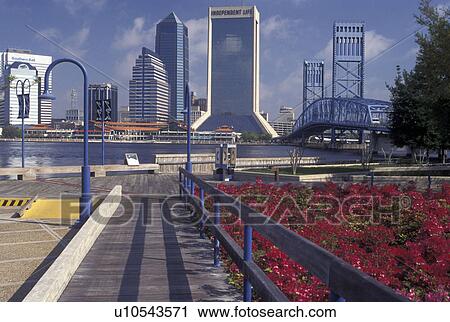 Jacksonville, FL, Florida, Skyline of Jacksonville from St. Johns River Park along the St. Johns River. View Large Photo Image Stock Image - Jacksonville, FL, Florida, Skyline of Jacksonville from St. Johns River Park along the St. Johns River.. Fotosearch