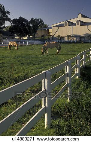 Kentucky Horse Park, Lexington, KY, Kentucky, Icelandic ponies grazing in a pasture at the Kentucky Horse Park in Lexington. View Large Photo Image Stock Image -  Kentucky Horse Park, Lexington, KY, Kentucky, Icelandic ponies grazing in a pasture at the Kentucky Horse Park in Lexington.. Fotosearch