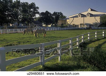Kentucky Horse Park, Lexington, KY, Kentucky, Icelandic ponies grazing in a pasture at the Kentucky Horse Park in Lexington. View Large Photo Image Stock Image - Kentucky Horse Park, Lexington, KY, Kentucky, Icelandic ponies grazing in a pasture at the Kentucky Horse Park in Lexington.. Fotosearch