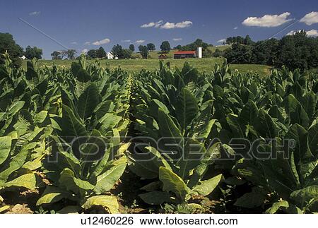 Kentucky, tobacco, KY, A field of tobacco growing on a farm in Kentucky. View Large Photo Image Stock Photograph - Kentucky, tobacco, KY, A field of tobacco growing on a farm in Kentucky.. Fotosearch
