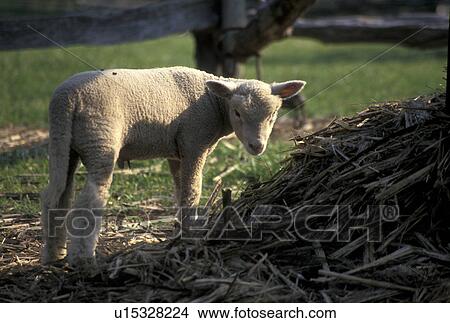 lamb, Norris, TN, Tennessee, Baby lamb grazing in a small pasture at the Museum of Appalachia a pioneer mountain village and farm in Norris. View Large Photo Image Picture - lamb, Norris, TN, Tennessee, Baby lamb grazing in a small pasture at the Museum of Appalachia a pioneer mountain village and farm in Norris.. Fotosearch