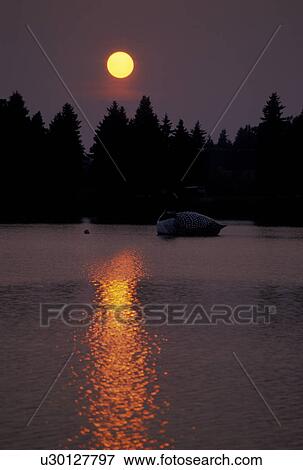loon, sunset, Virginia, MN, Minnesota, World's largest floating Common Loon floats on a calm lake at sunset in Virginia. View Large Photo Image Stock Photo - loon, sunset, Virginia, MN, Minnesota, World's largest floating Common Loon floats on a calm lake at sunset in Virginia.. Fotosearch