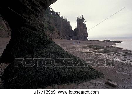 low tide, Bay of Fundy, Hopewell Cape, New Brunswick, NB, Hopewell Rocks, Canada, Tourists exploring Flower Pot Rocks at low tide on the Bay of Fundy at The Rocks Provincial Park on Hopewell Cape in New Brunswick. View Large Photo Image Stock Photo - low tide, Bay of Fundy, Hopewell Cape, New Brunswick, NB, Hopewell Rocks, Canada, Tourists exploring Flower Pot Rocks at low tide on the Bay of Fundy at The Rocks Provincial Park on Hopewell Cape in New Brunswick.. Fotosearch