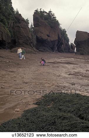 low tide, Bay of Fundy, Hopewell Rocks, New Brunswick, Hopewell Cape, Canada, NB, Tourists exploring Flower Pot Rocks at low tide on the Bay of Fundy at The Rocks Provincial Park on Hopewell Cape in New Brunswick. View Large Photo Image Stock Image - low tide, Bay of Fundy, Hopewell Rocks, New Brunswick, Hopewell Cape, Canada, NB, Tourists exploring Flower Pot Rocks at low tide on the Bay of Fundy at The Rocks Provincial Park on Hopewell Cape in New Brunswick.. Fotosearch