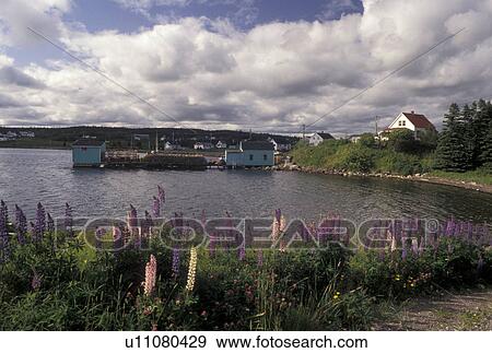 Stock Photo -  lupine, Cape Breton, fishing village, Nova Scotia, NS, Canada, Atlantic Ocean, Lupine flowers along the shore of Louisbourg Harbor on Cape Breton Island in Nova Scotia. . Fotosearch