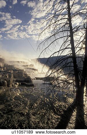 Stock Photo -  Mammoth Hot Springs, Yellowstone National Park, WY, Wyoming, Canary Springs, a terrace-like formation created by limestone deposits, at Mammoth Hot Springs in Yellowstone Nat'l Park in Wyoming. . Fotosearch