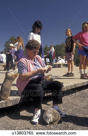 marmots, Yellowstone National Park, WY, Wyoming, Woman feeding marmots near Old Faithful in Yellowstone Nat'l Park in Wyoming. View Large Photo Image Stock Photography - marmots, Yellowstone National Park, WY, Wyoming, Woman feeding marmots near Old Faithful in Yellowstone Nat'l Park in Wyoming.. Fotosearch