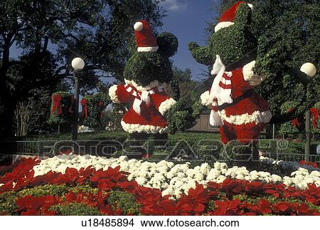 Picture -  Mickey Mouse and Minnie Mouse, Disney World, Orlando, FL, Lake Buena Vista, Magic Kingdom, Florida, Bushes shaped like Mickey Mouse and Minnie Mouse decorated like Santa Claus for the Christmas holidays in the Magic Kingdom at Walt Disney World in Lake B. Fotosearch
