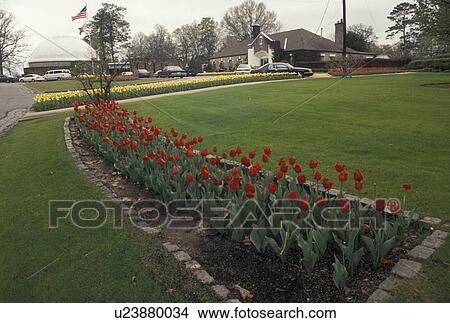 Montgomery, W. A. Gayle Planetarium, Alabama, AL, Red and Yellow tulips decorated the grounds of the W. A. Gayle Space Transit Planetarium in Oak Park in Montgomery in the spring. View Large Photo Image Picture - Montgomery, W. A. Gayle Planetarium, Alabama, AL, Red and Yellow tulips decorated the grounds of the W. A. Gayle Space Transit Planetarium in Oak Park in Montgomery in the spring.. Fotosearch