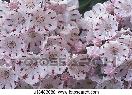 Mountain Laurel, flower, spring, GA, Georgia, A close-up of a cluster of white flowers with red stripes called mountain laurel in North Georgia. View Large Photo Image Stock Photo - Mountain Laurel, flower, spring, GA, Georgia, A close-up of a cluster of white flowers with red stripes called mountain laurel in North Georgia.. Fotosearch