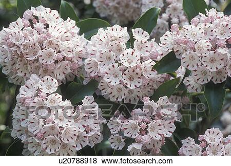 Stock Photo -  Mountain Laurel, flower, spring, GA, Georgia, A cluster of white flowers with red stripes called mountain laurel in bloom in the spring in North Georgia.. Fotosearch