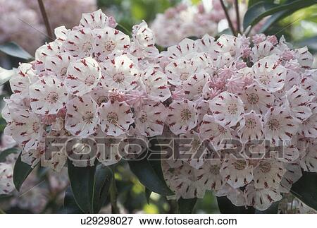 Mountain Laurel, flower, spring, GA, Georgia, A cluster of white flowers with red stripes called mountain laurel in bloom in the spring in North Georgia. View Large Photo Image Stock Photo - Mountain Laurel, flower, spring, GA, Georgia, A cluster of white flowers with red stripes called mountain laurel in bloom in the spring in North Georgia.. Fotosearch