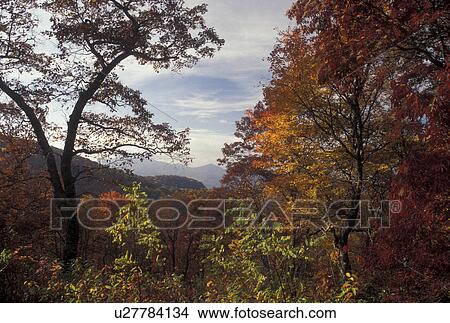 mountains, NC, Blue Ridge, North Carolina, Scenic view of Pisgah National Forest from Blue Ridge Parkway in the fall in North Carolina. View Large Photo Image Picture - mountains, NC, Blue Ridge, North Carolina, Scenic view of Pisgah National Forest from Blue Ridge Parkway in the fall in North Carolina.. Fotosearch