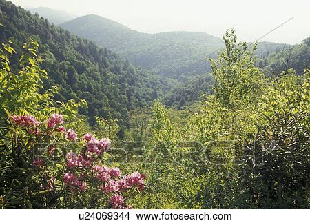 mountains, NC, Blue Ridge Parkway, Pisgah National Forest, North Carolina, Rhododendron in bloom with scenic view of the mountains from the Blue Ridge Pkwy. in the spring in North Carolina. View Large Photo Image Picture - mountains, NC, Blue Ridge Parkway, Pisgah National Forest, North Carolina, Rhododendron in bloom with scenic view of the mountains from the Blue Ridge Pkwy. in the spring in North Carolina.. Fotosearch