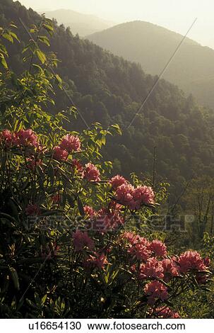 mountains, NC, Blue Ridge Parkway, Pisgah National Forest, North Carolina, Rhododendron in bloom with scenic view of the mountains from the Blue Ridge Pkwy. in the spring in North Carolina. View Large Photo Image Stock Image - mountains, NC, Blue Ridge Parkway, Pisgah National Forest, North Carolina, Rhododendron in bloom with scenic view of the mountains from the Blue Ridge Pkwy. in the spring in North Carolina.. Fotosearch