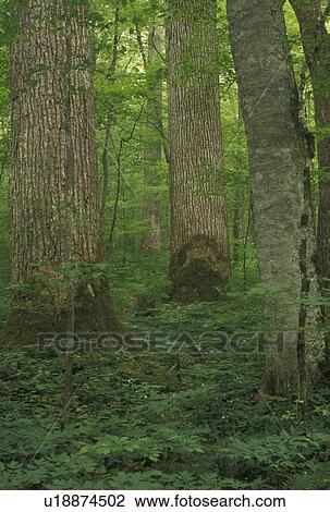Stock Image -  Nantahala National Forest, Joyce Kilmer Memorial Forest, NC, North Carolina, Dense vegetation along hiking trail in Joyce Kilmer Memorial Forest.. Fotosearch