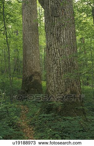 Stock Image -  Nantahala National Forest, NC, North Carolina, Dense vegetation along hiking trail in Joyce Kilmer Memorial Forest.. Fotosearch
