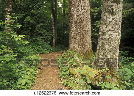 Nantahala National Forest, NC, North Carolina, Hiking trail in Joyce Kilmer Memorial Forest. View Large Photo Image Stock Photograph - Nantahala National Forest, NC, North Carolina, Hiking trail in Joyce Kilmer Memorial Forest.. Fotosearch