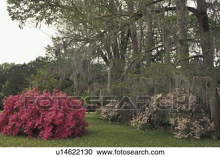 Stock Image -  Natchez, MS, Mississippi, Azaleas and trees with spanish moss in the gardens at Melrose Estate at Natchez National Historical Park.. Fotosearch