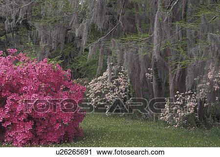Stock Image -  Natchez, MS, Mississippi, Azaleas and trees with spanish moss in the gardens at Melrose Estate at Natchez National Historical Park.. Fotosearch