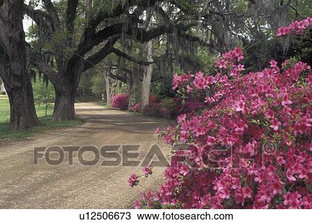 Natchez, MS, Mississippi, Pink azaleas and live oaks with spanish moss along a country road in Natchez in the spring. View Large Photo Image Stock Image - Natchez, MS, Mississippi, Pink azaleas and live oaks with spanish moss along a country road in Natchez in the spring.. Fotosearch