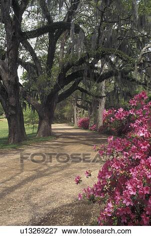Stock Photo -  Natchez, MS, Mississippi, Pink azaleas and live oaks with spanish moss along a country road in Natchez in the spring.. Fotosearch