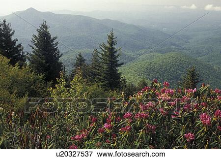 NC, Blue Ridge Parkway, North Carolina, Scenic view of Pisgah National Forest and Rhododendron blooming in the spring in North Carolina. View Large Photo Image Stock Photo - NC, Blue Ridge Parkway, North Carolina, Scenic view of Pisgah National Forest and Rhododendron blooming in the spring in North Carolina.. Fotosearch