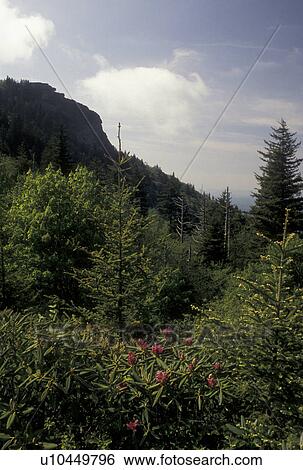 Stock Photograph -  NC, Blue Ridge Parkway, North Carolina, Rhododendron blooming at Devil's Courthouse Viewpoint along the Blue Ridge Parkway in the spring in North Carolina.. Fotosearch