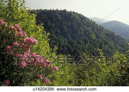 NC, mountains, Blue Ridge Parkway, North Carolina, Pisgah National Forest, Rhododendron in bloom with scenic view of the mountains from the Blue Ridge Pkwy. in the spring in North Carolina. View Large Photo Image Stock Photography - NC, mountains, Blue Ridge Parkway, North Carolina, Pisgah National Forest, Rhododendron in bloom with scenic view of the mountains from the Blue Ridge Pkwy. in the spring in North Carolina.. Fotosearch