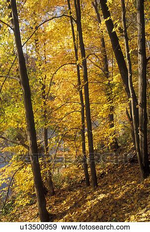New River Gorge, WV, fall foliage, West Virginia, Colorful fall foliage along New River Gorge National River in autumn. View Large Photo Image Stock Photo - New River Gorge, WV, fall foliage, West Virginia, Colorful fall foliage along New River Gorge National River in autumn.. Fotosearch