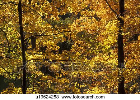 New River Gorge, WV, fall foliage, West Virginia, Colorful fall foliage along New River Gorge National River in autumn. View Large Photo Image Stock Photo - New River Gorge, WV, fall foliage, West Virginia, Colorful fall foliage along New River Gorge National River in autumn.. Fotosearch