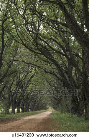 Stock Image -  Oak Trees, LA, Louisiana, Live Oak Tree Alley. Fotosearch