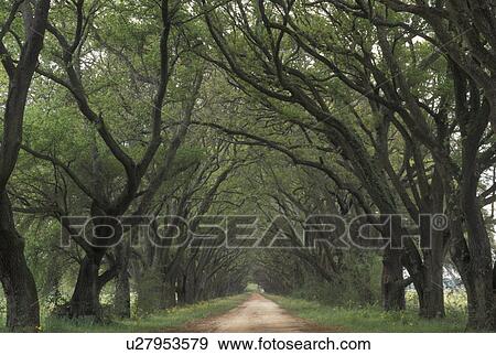 Oak Trees, LA, Louisiana, Live Oak Tree Alley View Large Photo Image Stock Photo - Oak Trees, LA, Louisiana, Live Oak Tree Alley. Fotosearch