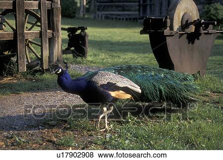 peacock, Norris, TN, Tennessee, A male peacock is walking around the farm at the Museum of Appalachia a pioneer mountain village in Norris. View Large Photo Image Stock Photo - peacock, Norris, TN, Tennessee, A male peacock is walking around the farm at the Museum of Appalachia a pioneer mountain village in Norris.. Fotosearch