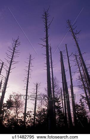 Stock Photography -  Pisgah National Forest, acid rain, pollution, trees, NC, North Carolina, Trees at sunset destroyed by acid rain in Pisgah National Forest in North Carolina.. Fotosearch